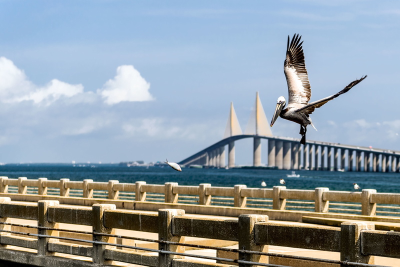 cloud, Sunshine, Skyway, FL, Saint, Bridge, Mexican, Petersburg, watter, fish, Tampa, 2K, boat, USA, Bay, water, blue, bird, Florida, Clearwater, gulf