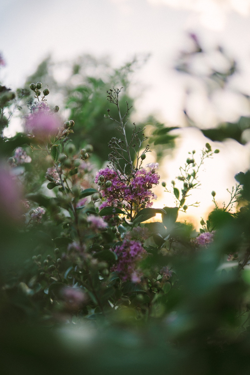 vulnerability, vegetation, pink, petaled, selective, bokeh, australia, day, 5K, fragility, flora, tree, blossom, cherry blossom, plant, land, bloom, focus on background