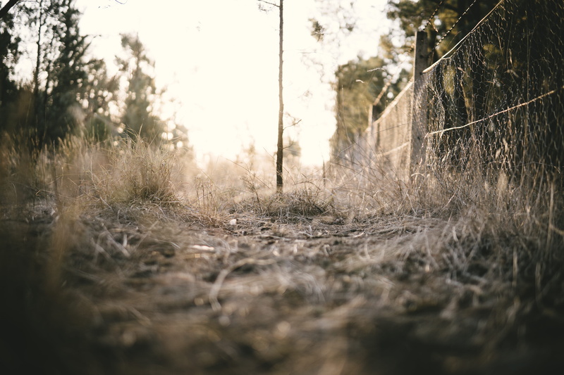 summer, fence, pine, path, evening, outdoors, land, no people, forest, glow, sunlight, sky, architecture, sunset, flora, tranquil scene, 5K, foot path