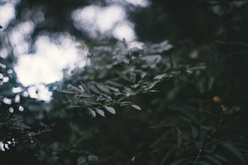 bokeh, winter, purity, growth, selective focus, outdoors, fall, nature, land, 5K, tranquility, australia, moody, leaves, environment, no people, cold