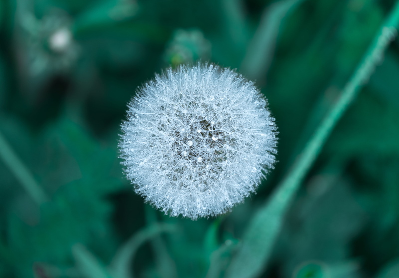 clock, dandelion seed, growth, beauty in nature, floof, cold, botany, plant, dandelion, photo, selective focus, dew, freshness, nature, close-up, 4K, selective