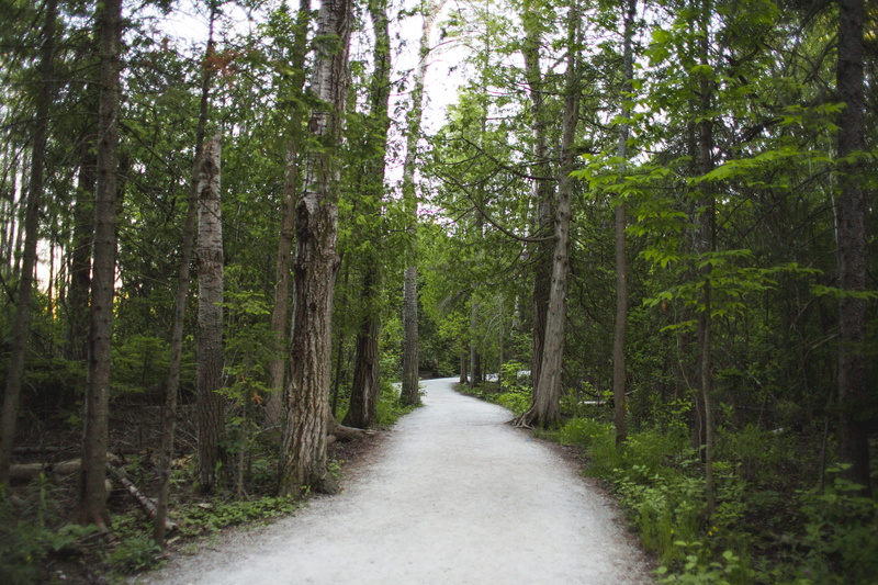 leaves, shadow, land, woods, unpaved way, foliage, green, treelined, long, direction, landscape, scenics - nature, bushes, natural, tranquility, footpath
