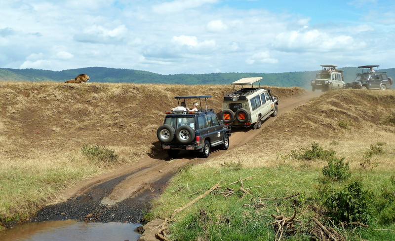 two, transport, non-urban scene, scenics - nature, day, motor vehicle, national park, plant, outdoors, field, brown, black, unpaved, mode of transportation