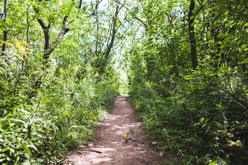path, pathway, scenics - nature, leaves, sides, 2K, countryside, footpath, direction, green color, outdoor, environment, outdoors, non-urban scene, landscape