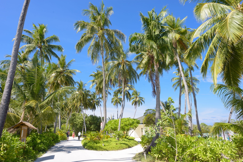 clouds, plants, grass, palm tree, coconut palm tree, unpaved pathway, green color, tranquil scene, scenics - nature, tropical climate, resort, garden, walking