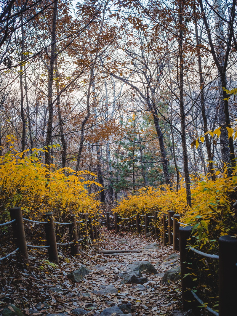 change, autumn, autumn collection, nature, plant, unpaved pathway, scenery, fall, trees, non-urban scene, woods, tree trunk, the way forward, tree, tree branches