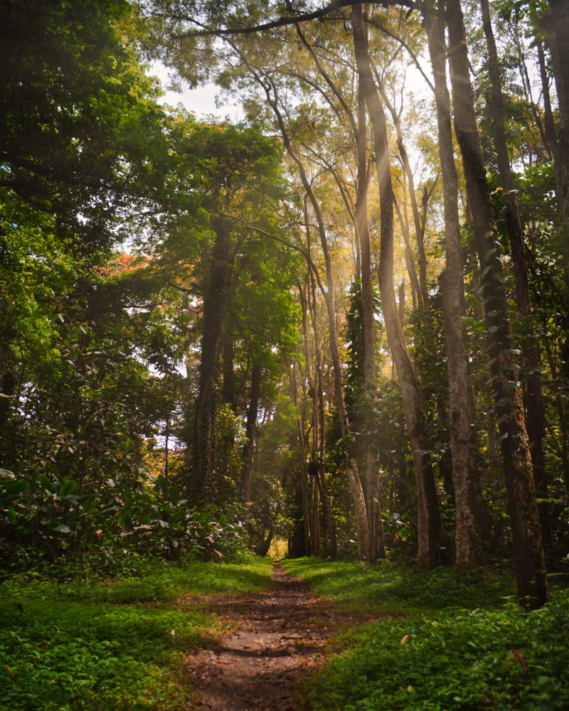 trees, green color, trunk, sunrays, plants, woods, peaceful, environment, growth, idyllic, tranquil scene, sunbeams, scenery, woodland, unpaved pathway