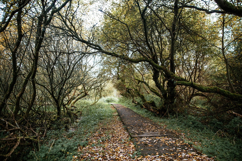 park, sunlight, nature, transportation, sides, tree, fallen leaves, 2K, branch, diminishing perspective, non-urban scene, mossy forest, leaves, woods