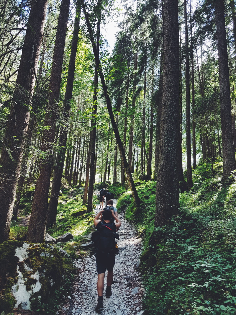 tall, surrounded, plant, woods, land, tree, hikers, trunk, leisure activity, 4K, forest, path, tree trunk, woodland, trail, beauty in nature, hiking, park