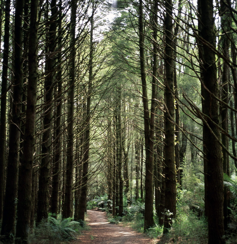 unpaved pathway, woods, park, abundance, bamboo - plant, land, tree trunks, day, trees, nature, branches, plants, trunk, tree trunk, 1080P, the way forward