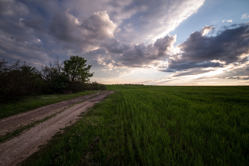 nature, horizon over land, crops, beauty in nature, field, landscape, sky, 4K, unpaved pathway, plant, green color, cropland, growth, land, grass, tranquility