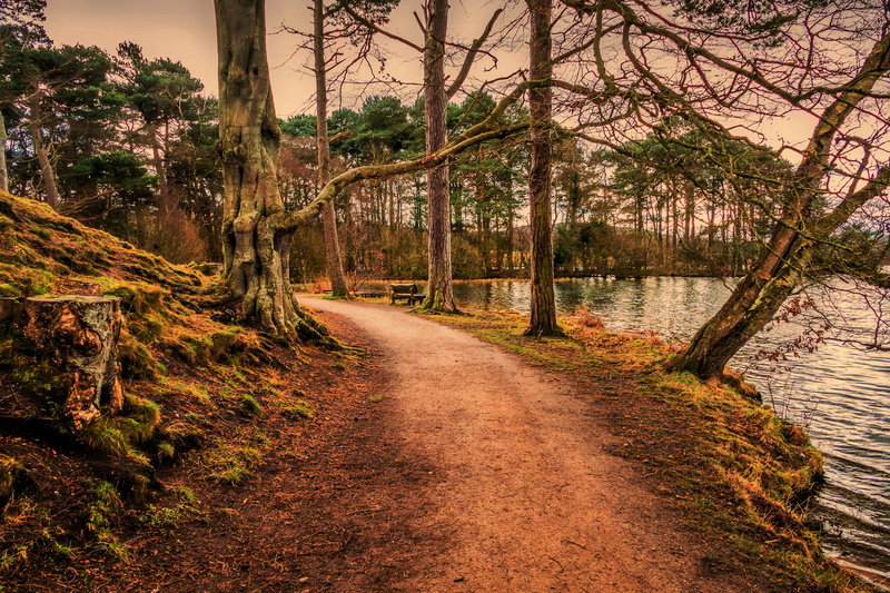 the way forward, scenics - nature, leaves, tree trunks, photography, tree trunk, scenic, 5K, environment, water, road, grass, river, bench, land, tree
