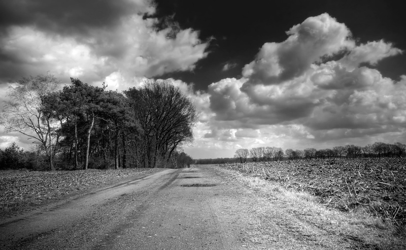 environment, transportation, Unpaved, tranquility, trees, dirt road, long, plant, 2K, sky, Road, scenics - nature, Black and White, nature, beauty in nature