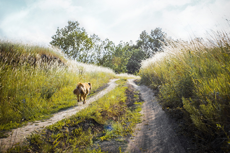 road, rural, sky, sunlight, environment, plant, countryside, coated, dog, one animal, dirt, domestic, leaves, no people, unpaved pathway, grass, 5K, green