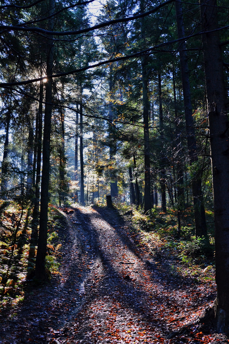 land, non-urban scene, trees, no people, woodland, 4K, road, daytime, green, trunk, autumn, path, footpath, long, unpaved, tree, tranquility, day, the way forward