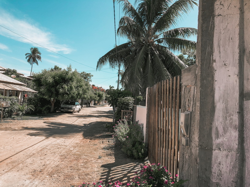 trees, no people, scenic, outdoors, nature, houses, built structure, daylight, tropical climate, palm leaves, sunlight, day, plant, plants, growth, unpaved road