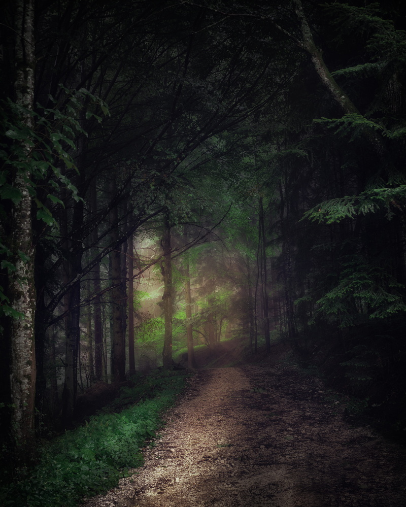 diminishing perspective, trail, growth, foot path, scenic, scenery, tree, pathway, tranquility, nature trail, forest path, landscape, forest, 5K, land