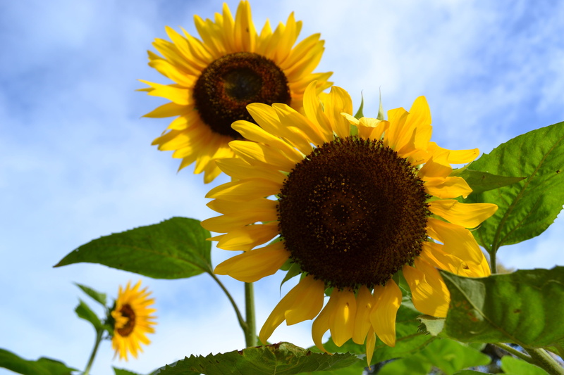philippines, pollen, flower garden, plant, sky, 4K, garden, farm garden, botanical, vulnerability, nature, fragility, plant part, cebu city, freshness