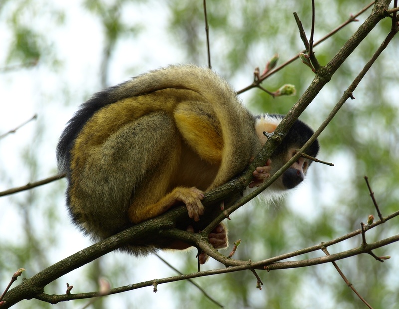 capuchins, plant, animal wildlife, focus on foreground, animal, one animal, outdoors, squirrel, day, animal themes, capuchin, monkey, cebus, tree, low angle view