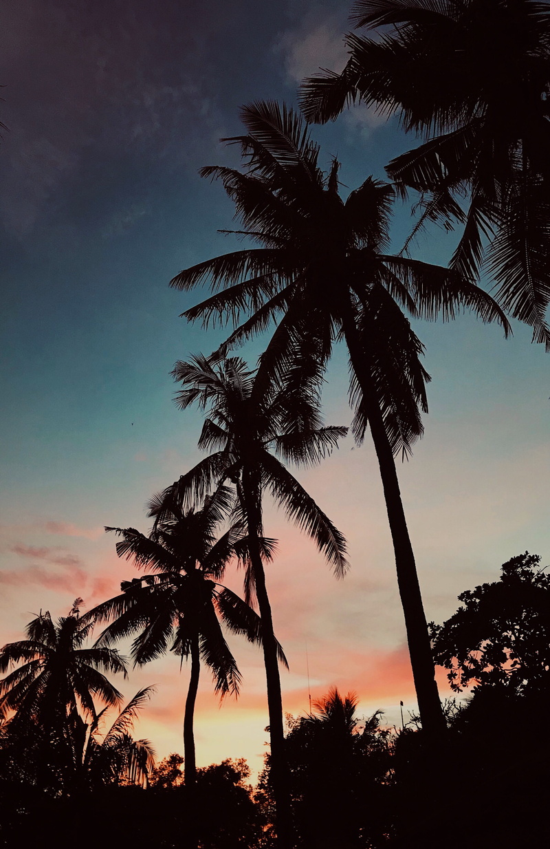 travel, tall - high, cebu city, growth, drama, no people, tropical tree, coconut palm tree, philippines, sunset, tropical climate, tranquil scene, outdoors