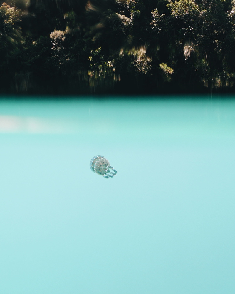 blue, floating on water, plant, siargao island, animal themes, sohoton cove, marine life, hero6, day, reptile, siargao, marine, sohoton lagoon, underwater