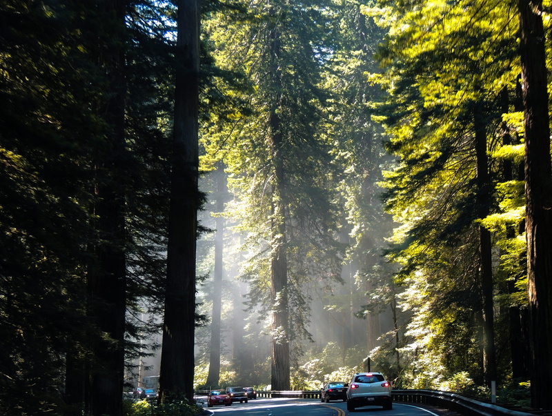mode of transportation, trunk, land, land vehicle, built structure, california, Tree, landscape, tall, travel, redwoods, environment, sunshine, 4K, motor vehicle