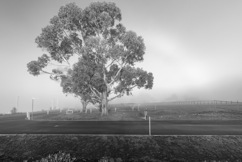 idyllic, photo, weather, plant, North West Bay, fog, sky, road, coastal, outdoors, farm, australia, beauty in nature, growth, sea, trees, tranquil scene