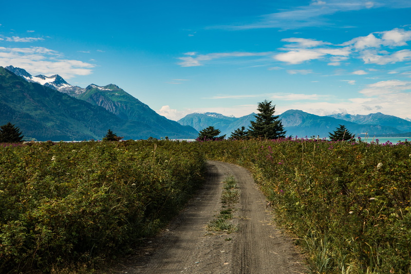haines, trees, coastline, environment, landscape, wilderness, alaska, mountain range, footpath, mountain, coast, the way forward, summer, trail, flowers