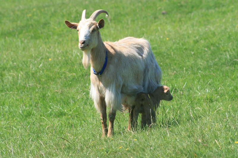 domestic, grass, outdoors, domestic animals, cattle, field, golden guernsey goat, plant, 4K, pets, livestock, goat feeding kid, goat, day, vertebrate