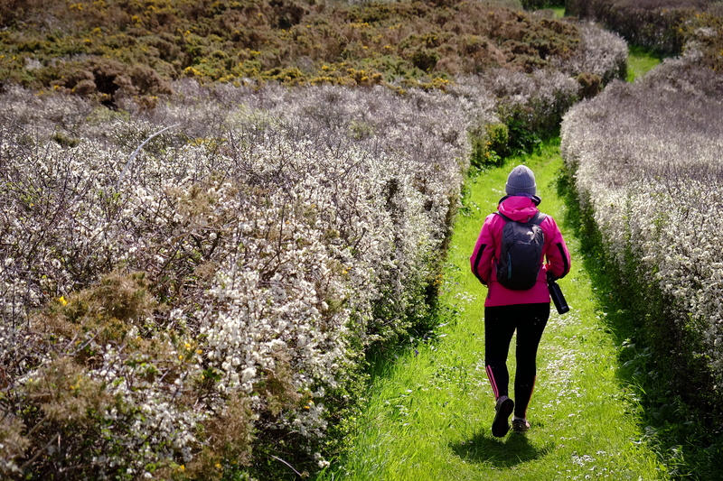 hike, nature, full length, plant, day, island life, leisure activity, women, hiking, walk, guernsey, growth, one person, tranquility, warm clothing, outdoors
