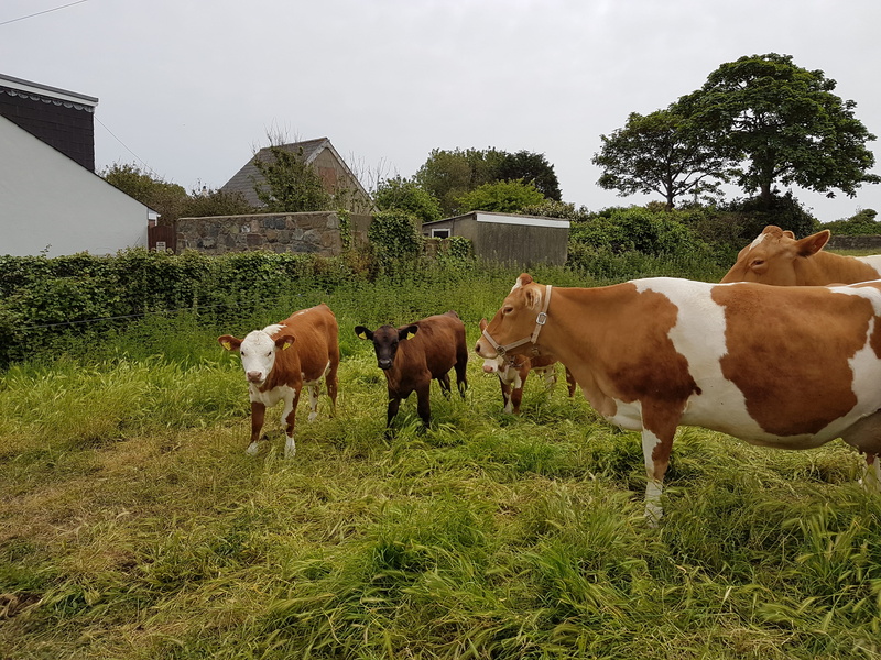 land, nature, grass, no people, plant, livestock, tree, cow, pets, field, cattle, animal themes, domestic animals, outdoors, 4K, domestic, sky, guernsey cows