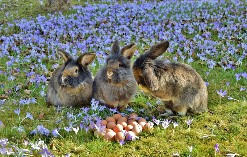 animals in the wild, 5K, vertebrate, freshness, purple, animal, group of animals, eggs, flowering plant, three, crocus, no people, easter, rabbits, domestic animals
