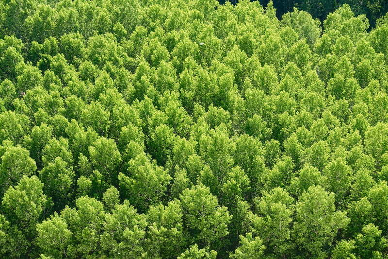 season, evergreen tree, grass, non-Urban Scene, no People, summer, trees, springtime, backgrounds, meadow, green Color, growth, woodland, lush Foliage