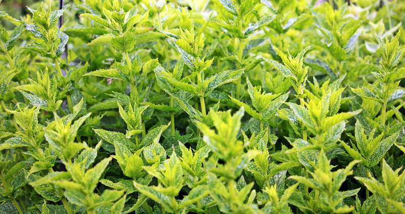 leaf, aroma, healing, green, 5K, herb, mint tea, fragrant herb, garden, freshness, frisch, food, vegetable, medicinal herbs, healthy, nature, lot, plant
