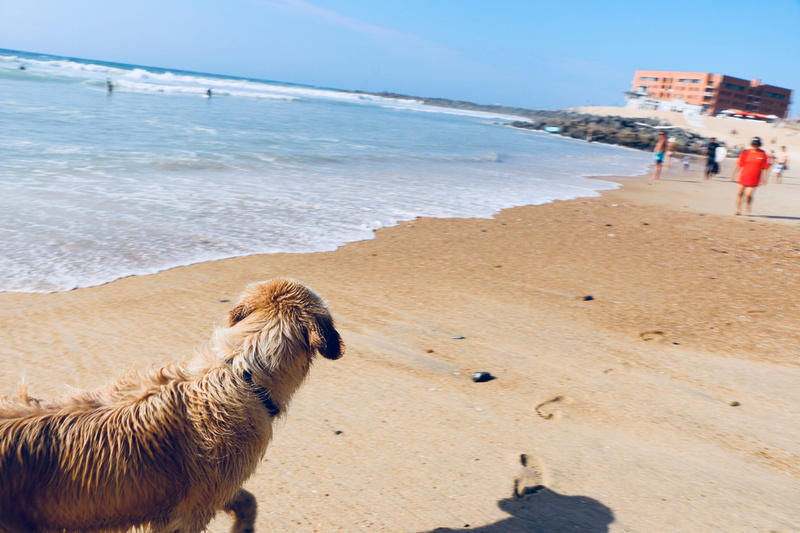 animal themes, vertebrate, nature, animal, beauty in nature, pets, dog, horizon over water, mammal, hossegor, fun, sand, outdoors, sea, domestic, livestock