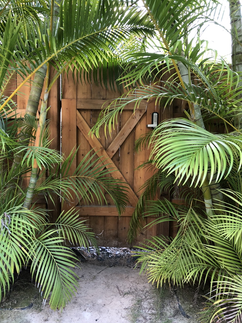 land, outdoors, built structure, palm leaf, 82 s kalaheo ave, green color, arecaceae, tropical tree, day, growth, 4K, palm, door, nature, lush foliage