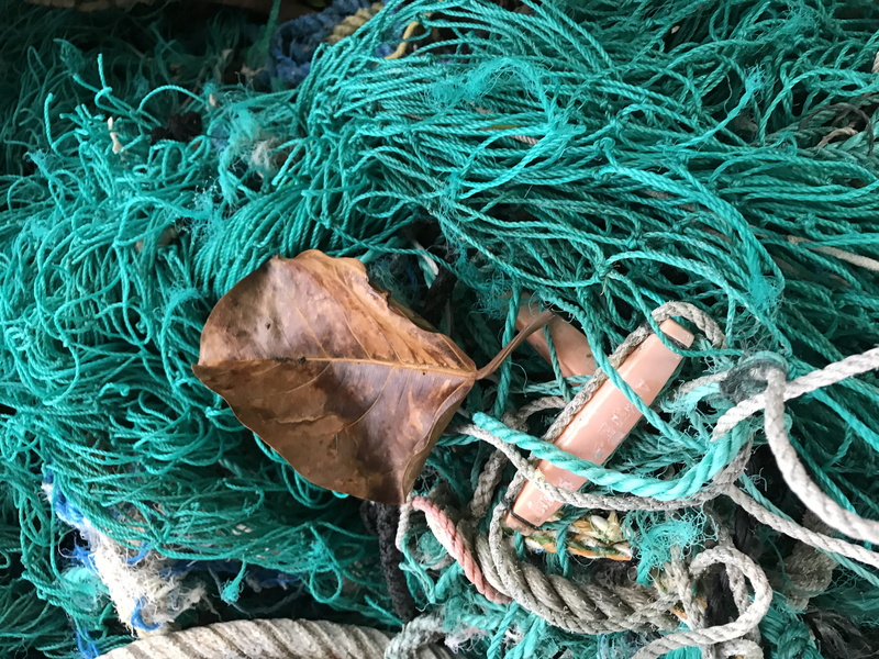 animal, outdoors, united states, rope, commercial fishing net, green color, animal wildlife, net, seas, kailua, fish net, sea, fishing, summer, hawaii