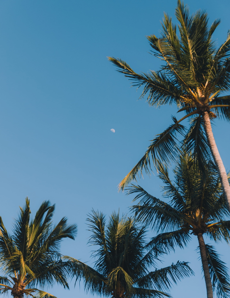 travel, serene, blue, palm trees, plant, low angle view, tropical climate, palm leaf, scenics - nature, leaf, tropical tree, design, jungle, tree trunk