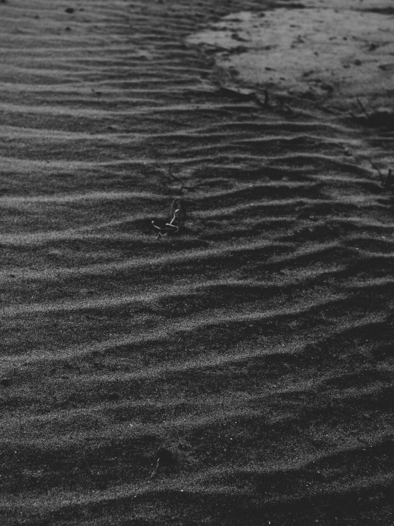 arid climate, animal, dark colors, land, grey, north carolina, beauty in nature, nature, rug, textured, 5K, backgrounds, sand, bird, wet, dark, day, water