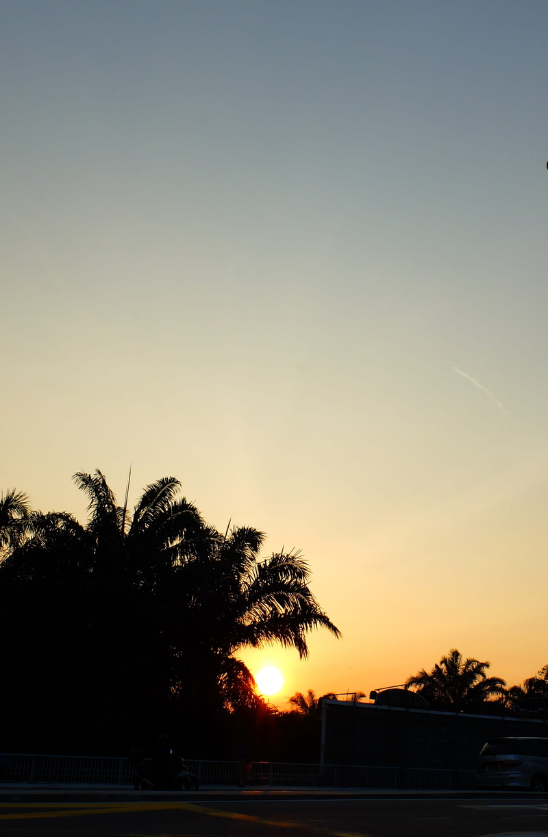 tranquil scene, nature, tranquility, backlit, evening, idyllic, growth, dawn, sky, sunset, copy space, outdoors, coconut, no people, beach, beauty in nature