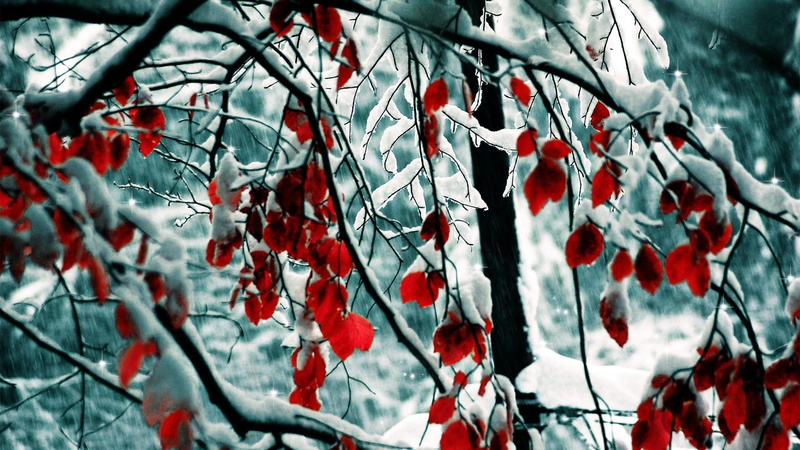 fruit, growth, close-up, nature, day, food, beauty in nature, tree, trees, no people, red, branch, petaled, healthy eating, plant, cold temperature, outdoors