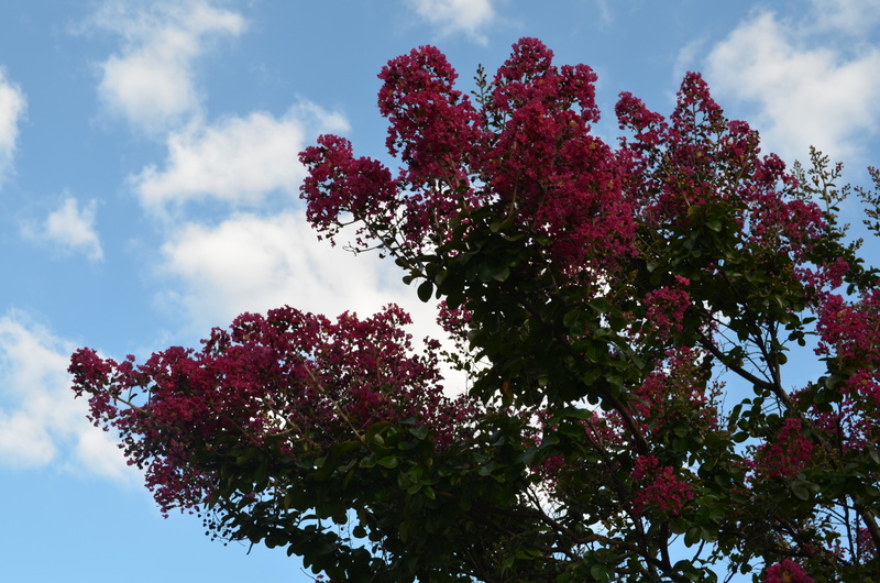 sky, red, vulnerability, pink color, outdoors, fragility, no people, rowanberry, spring, nature, flowering plant, 4K, branch, plant, trees, day, freshness