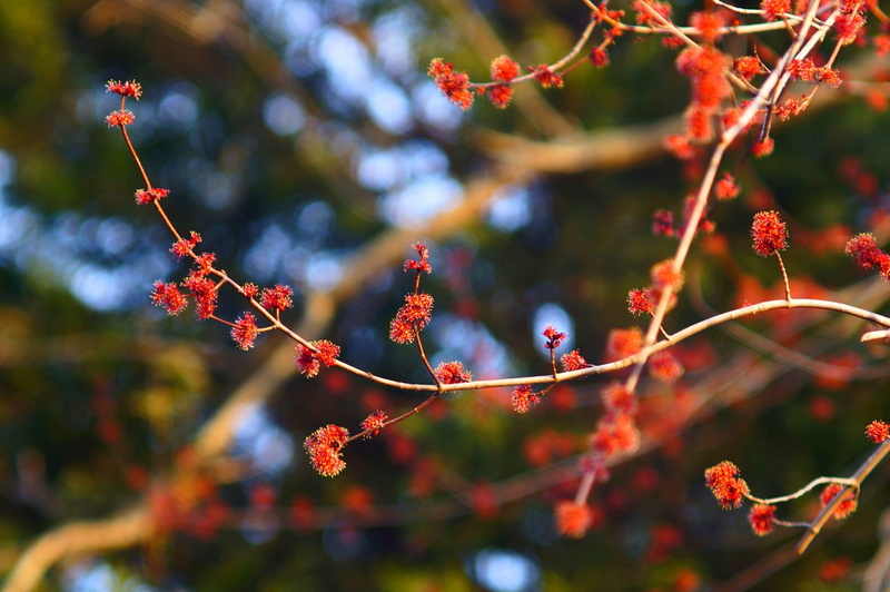 close-up, no people, focus on foreground, red, nature, outdoors, tree, healthy eating, twig, plant, plants, berry fruit, rowanberry, food and drink, 1080P