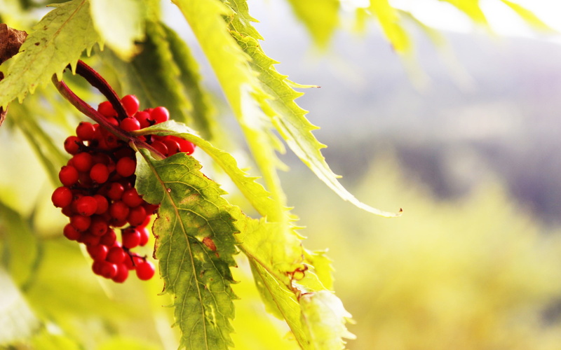 day, focus on foreground, growth, berries, green color, selective focus, rowanberry, close-up, nature, plant, green, tree, beauty in nature, freshness