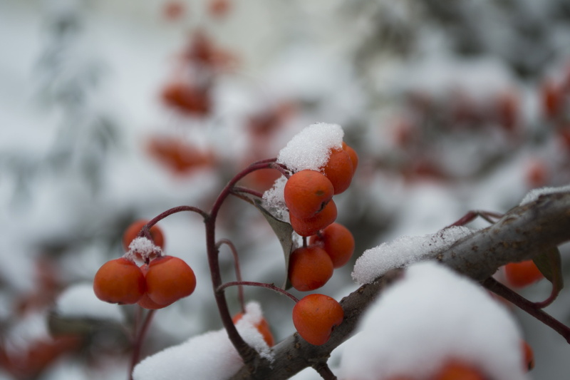 nature, frozen, freshness, frost, day, icicle, cold temperature, fruit, snow, plant, outdoors, ripe, branch, food and drink, street, food, focus on foreground