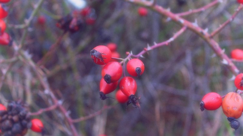 ripe, tree, beauty in nature, fruit, branch, no people, 4K, healthy eating, rowanberry, twig, day, freshness, red, rose hip, food, plants, close-up, growth
