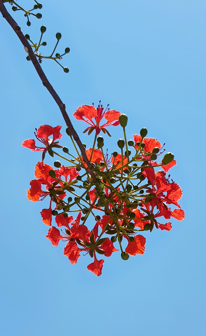 no people, rowanberry, 2K, nature, leaf, bright, tree, flamboyant, day, close-up, clear sky, flora, food, plant, blooming, sky, season, flame of the forest