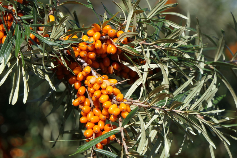 tree, close up, fruit, 5K, food, sea buckthorn, green color, berries, growth, rowanberry, focus on foreground, orange color, ripe, wellbeing, healthy