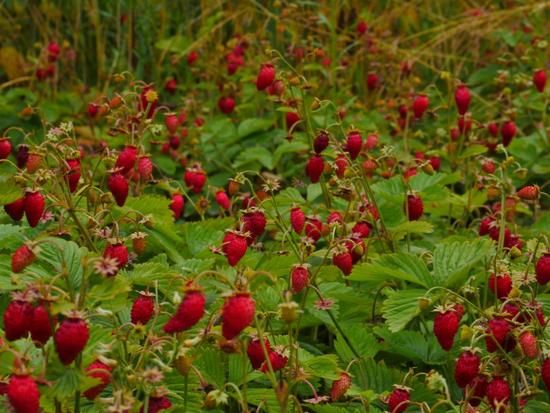 tasty, sweet, wild, wild strawberry, growth, day, 4K, flower, close-up, food and drink, glade, land, forest, no people, vitamins, green color, berry fruit