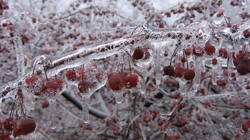 fruit, cherries (food), nature, plants, ice, 1080P